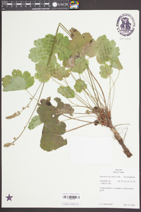 Heuchera parvifolia image