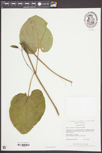 Matelea carolinensis image