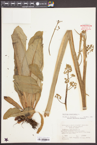 Micranthes pensylvanica image