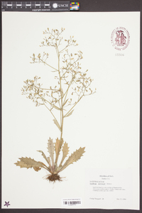 Saxifraga michauxii image