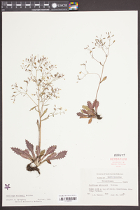 Saxifraga michauxii image