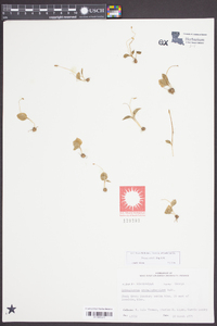 Ophioglossum crotalophoroides image