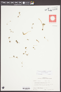 Ophioglossum crotalophoroides image