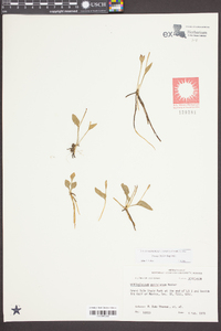 Ophioglossum petiolatum image