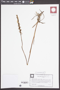 Spiranthes vernalis image