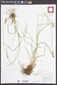 Carex fracta image