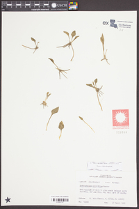 Ophioglossum petiolatum image