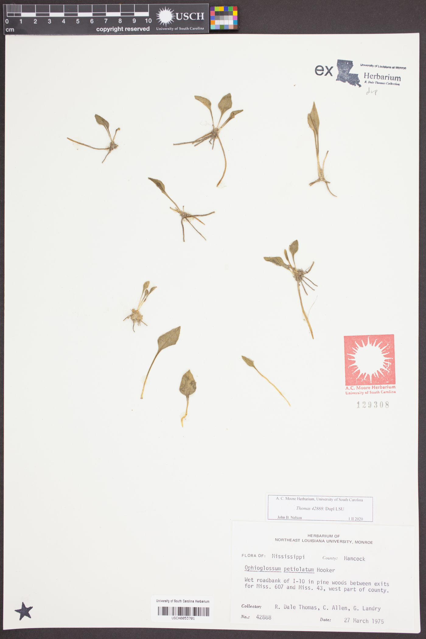 Ophioglossum petiolatum image
