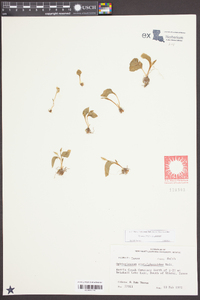 Ophioglossum crotalophoroides image