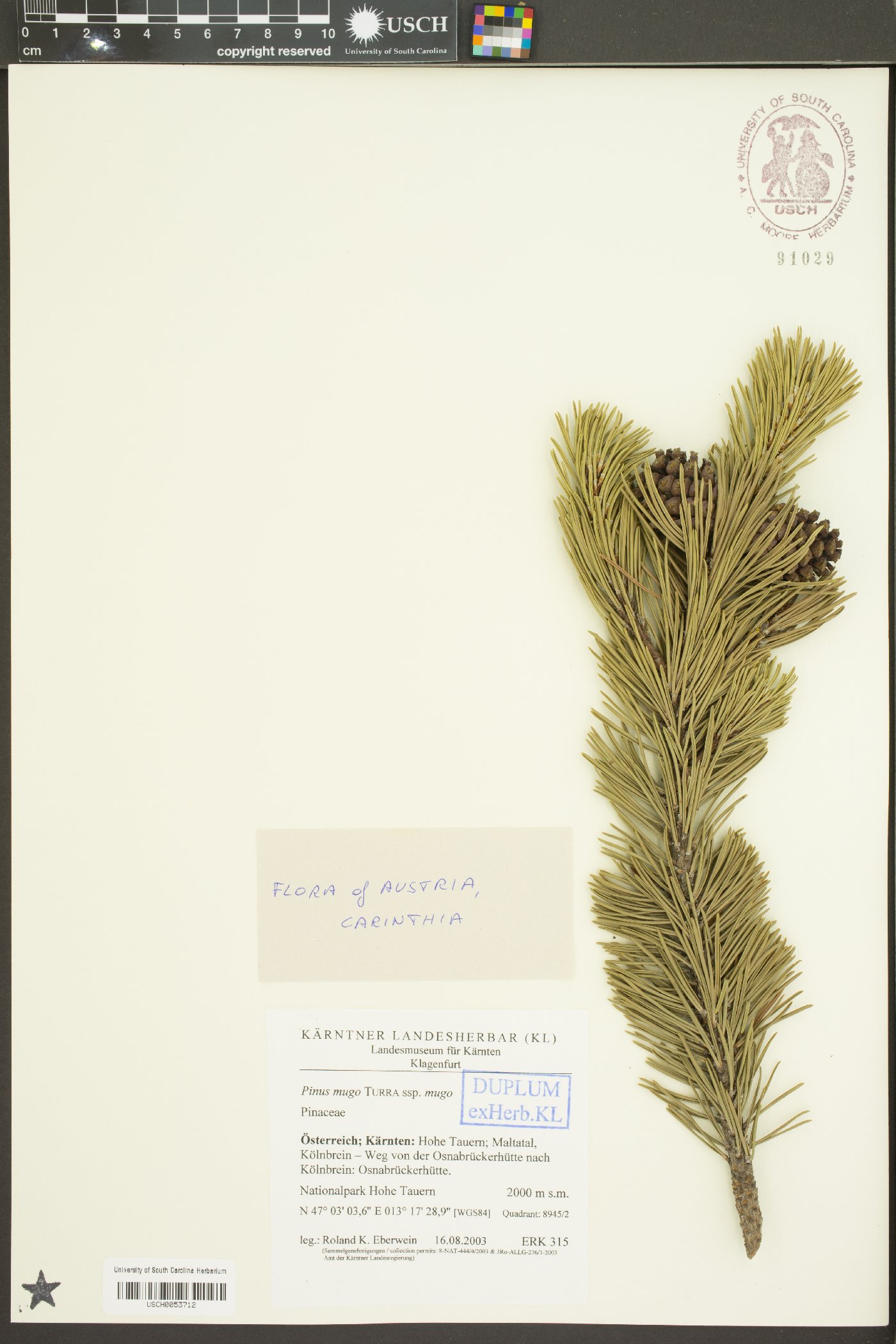 Pinus mugo subsp. mugo image