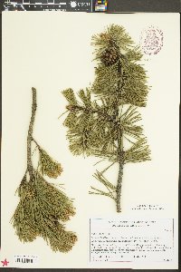 Pinus mugo image