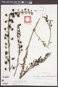 Macranthera flammea image