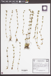 Sophronanthe pilosa image