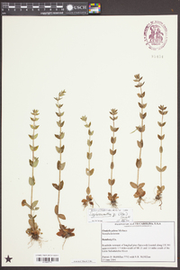 Sophronanthe pilosa image