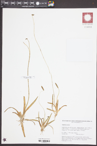 Sagittaria natans image