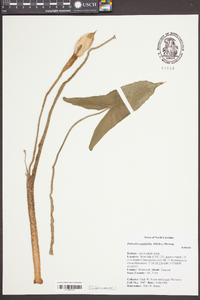 Peltandra sagittifolia image