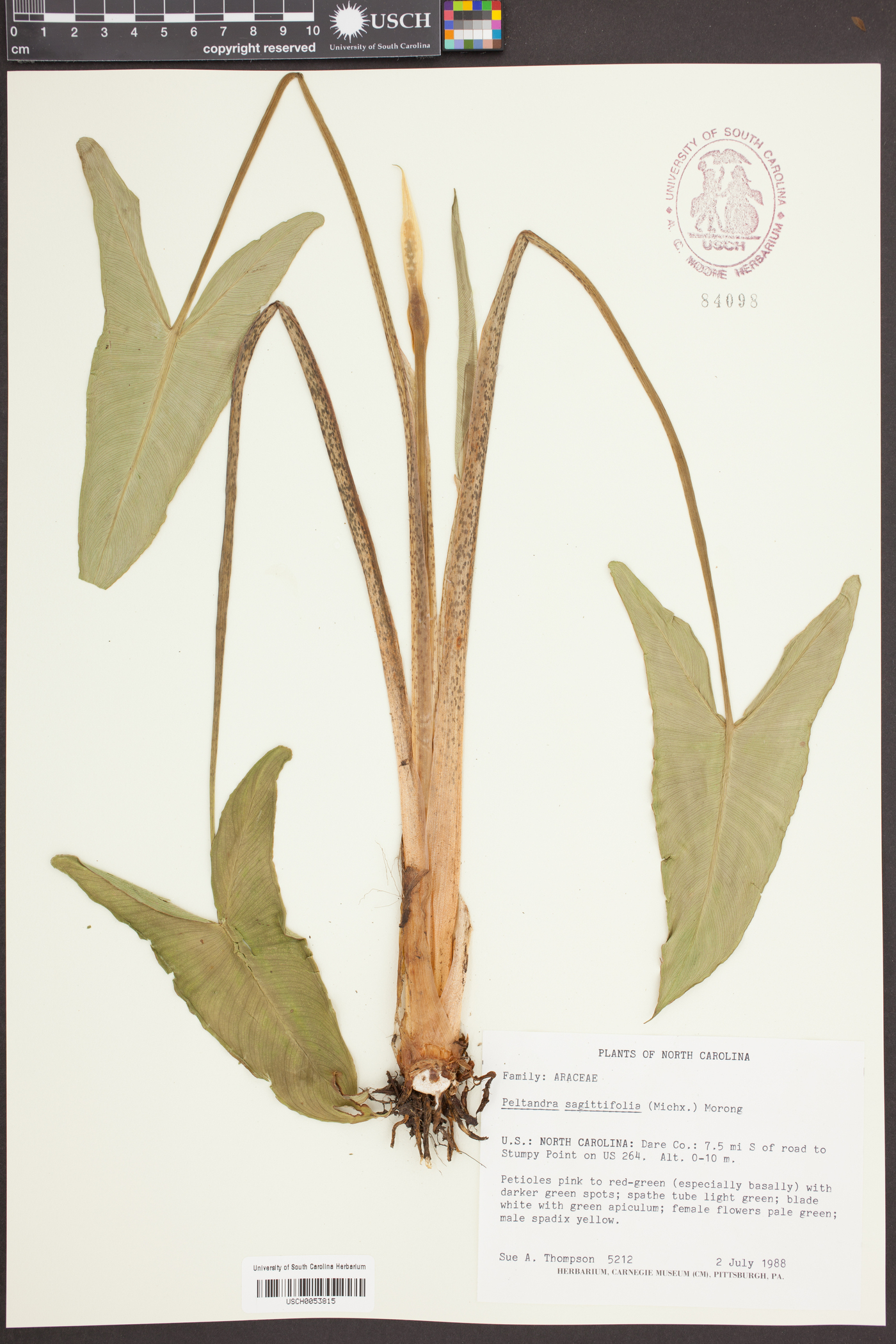 Peltandra sagittifolia image