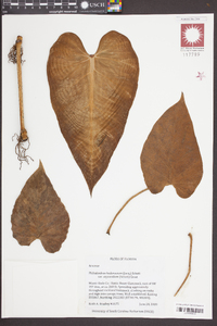 Philodendron hederaceum var. oxycardium image