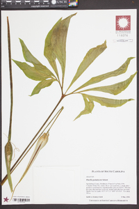 Pinellia pedatisecta image