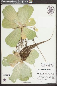 Pistia stratiotes image