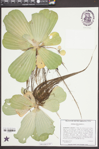 Pistia stratiotes image