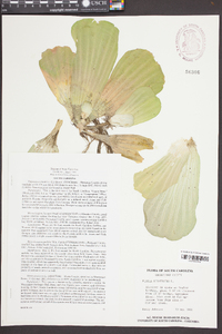 Pistia stratiotes image