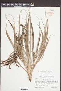 Pitcairnia punicea image