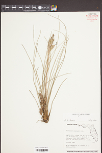 Tillandsia bartramii image