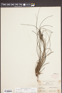 Tillandsia tenuifolia image