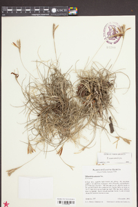 Tillandsia recurvata image