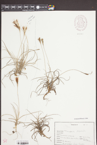 Tillandsia recurvata image