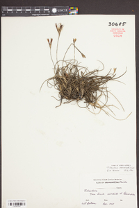 Tillandsia recurvata image