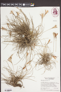 Tillandsia recurvata image