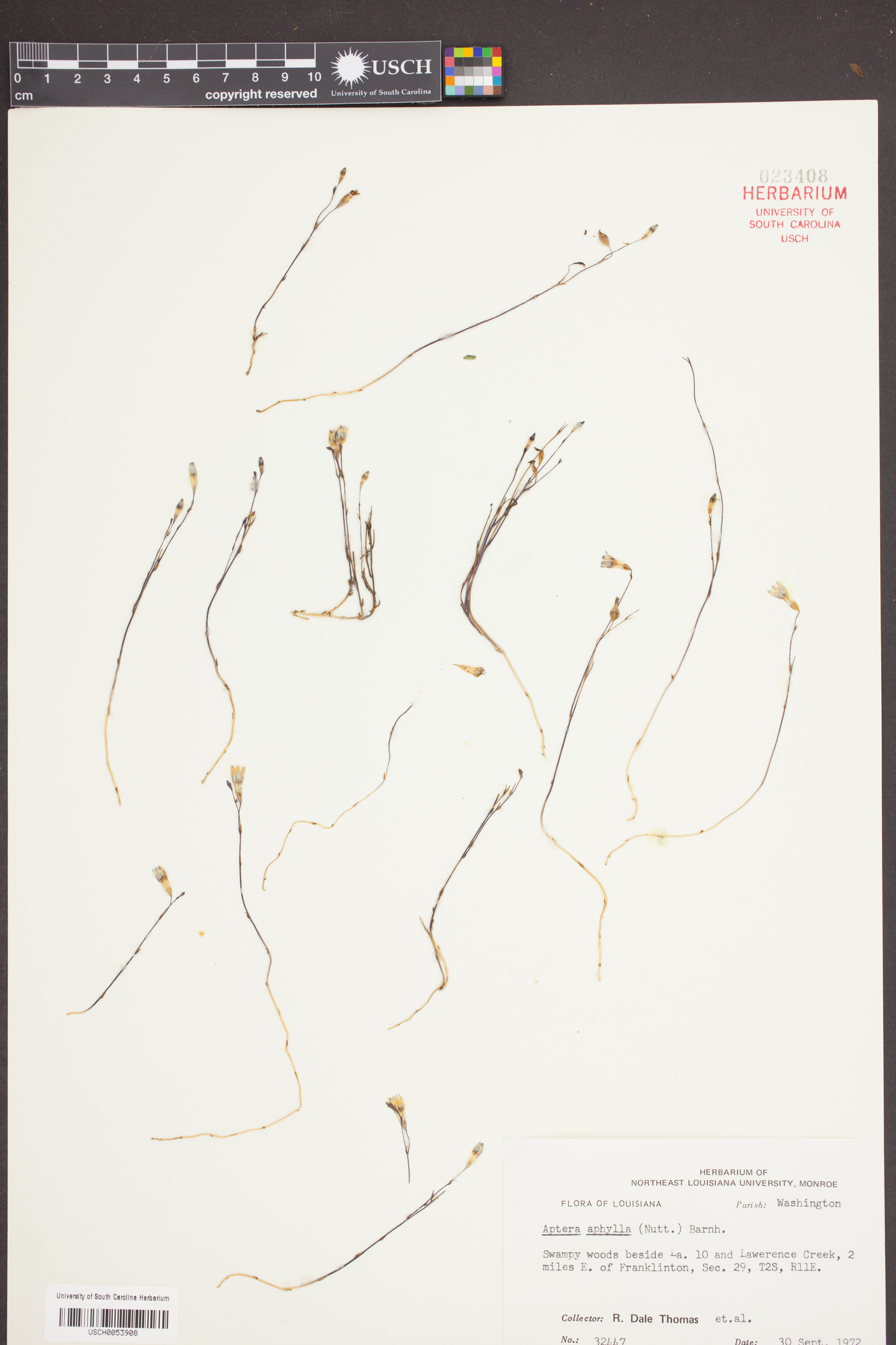 Apteria aphylla image
