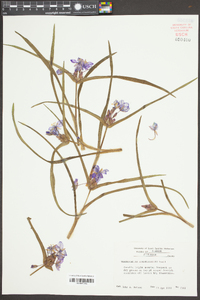 Tradescantia hirsuticaulis image