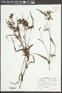 Tradescantia occidentalis image