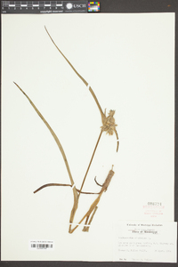 Tradescantia ohiensis image