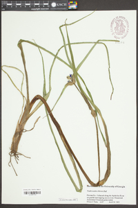 Tradescantia ohiensis image