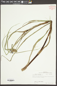 Tradescantia ohiensis image