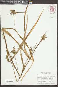 Tradescantia ohiensis image