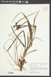 Tradescantia ohiensis image