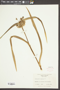 Tradescantia ohiensis image