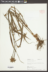 Tradescantia ohiensis image