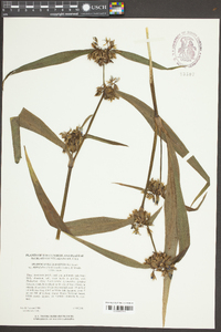 Tradescantia subaspera var. montana image