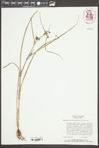 Tradescantia occidentalis image