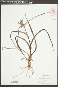 Tradescantia ohiensis image