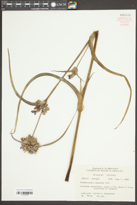 Tradescantia occidentalis image