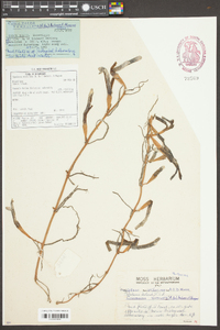 Cymodocea serrulata image