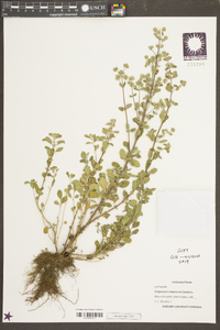 Origanum majoricum image