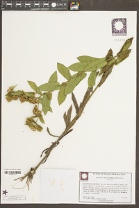 Pluchea baccharis image
